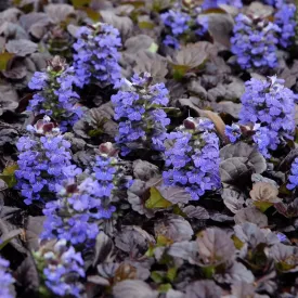 Ajuga Black Scallop 4"