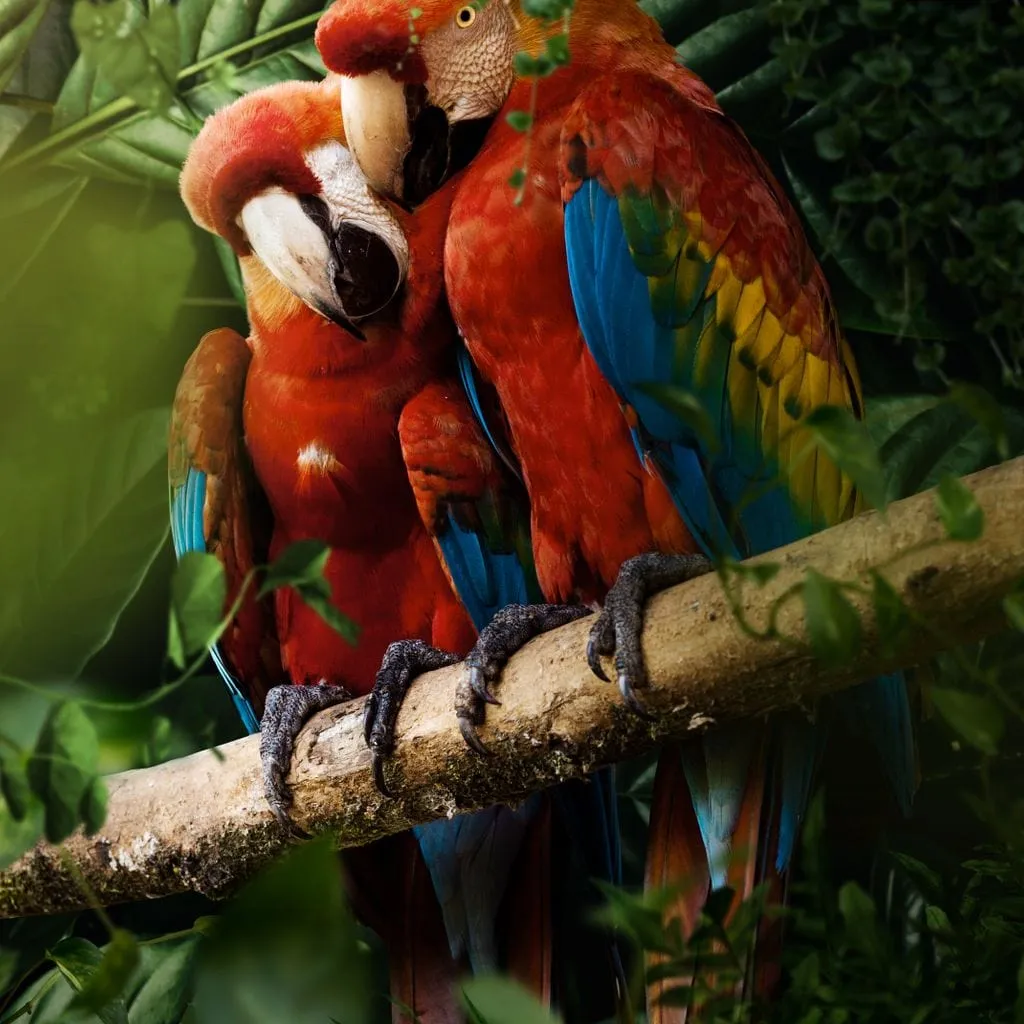 Beautiful Parrots - Milos Karanovic