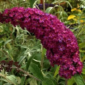 Buddleja davidii Royal Red