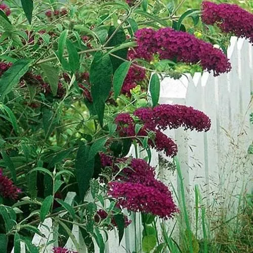 Buddleja davidii Royal Red